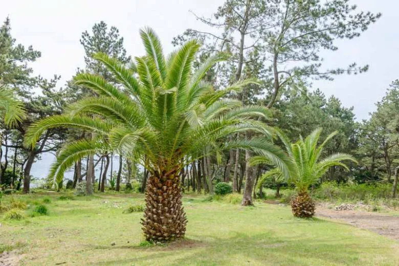 Phoenix canariensis — katalog fotoğrafı