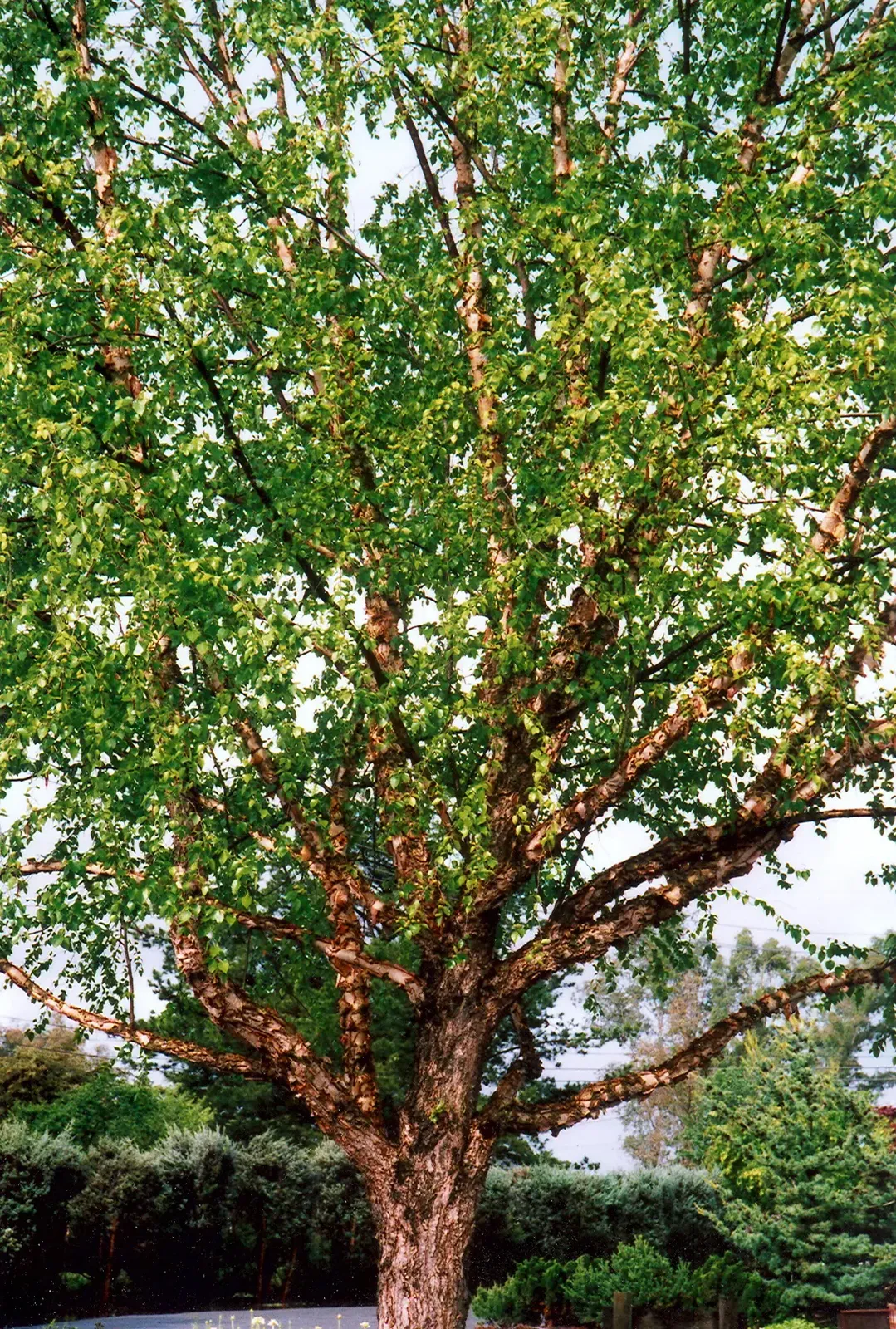 Betula nigra — katalog fotoğrafı
