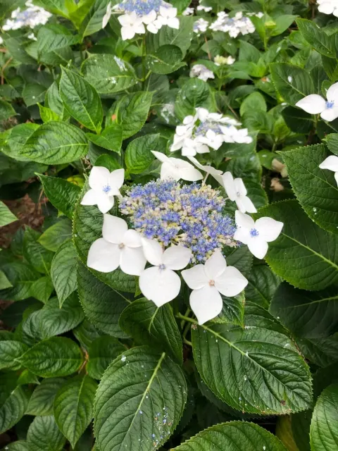 Hydrangea macrophylla ‘Lanarth White’ — katalog fotoğrafı