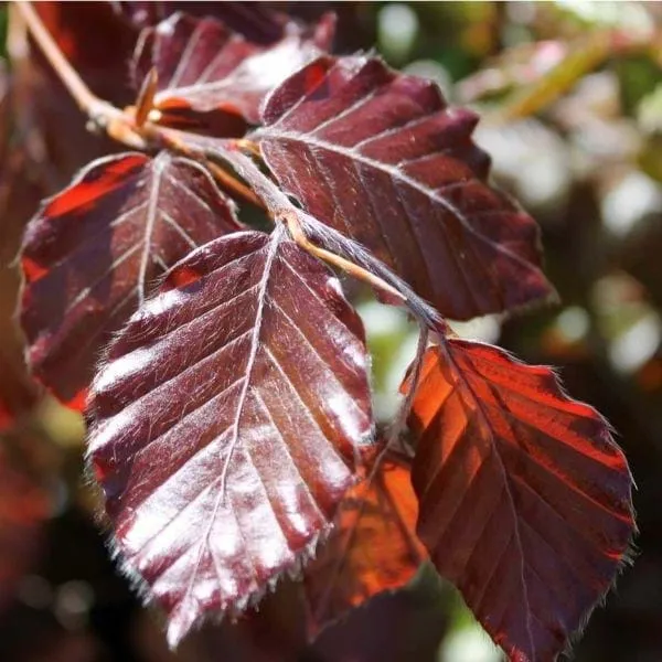 Fagus sylvatica var. Purpurea — katalog fotoğrafı
