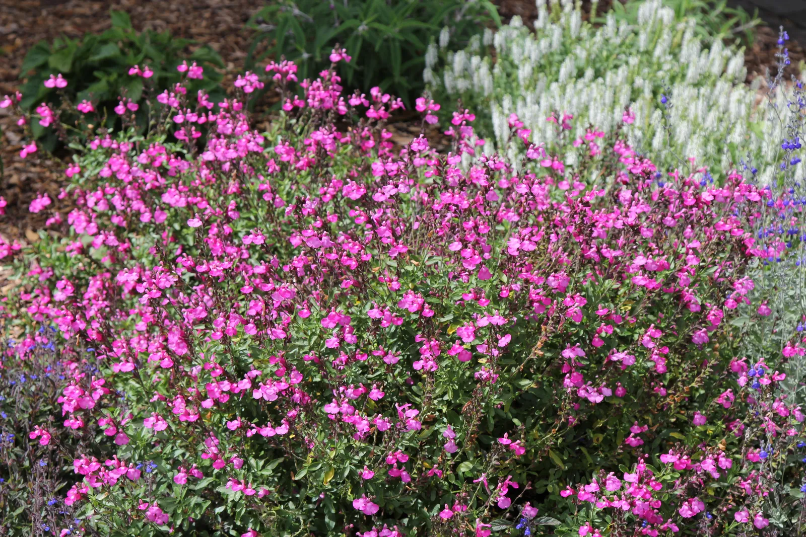 Salvia microphylla — katalog fotoğrafı