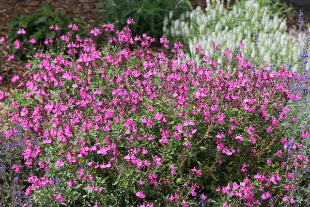 Salvia microphylla — katalog fotoğrafı