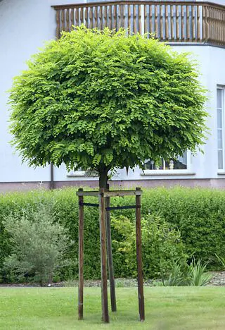 Robinia pseudoacacia — katalog fotoğrafı