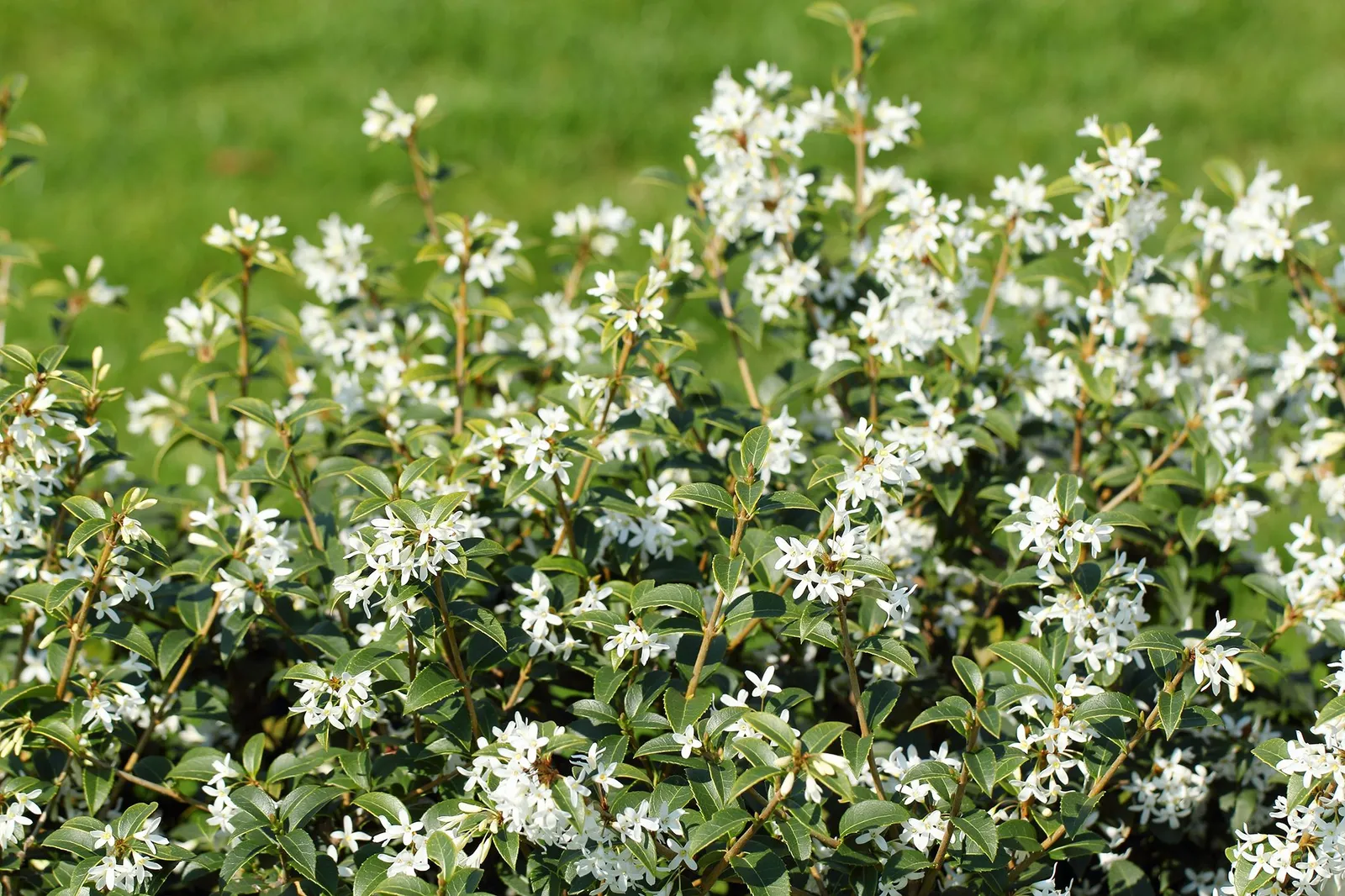 Osmanthus × burkwoodii — katalog fotoğrafı