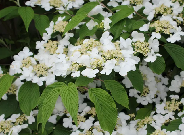 Viburnum plicatum ‘Mariesii’ — katalog fotoğrafı