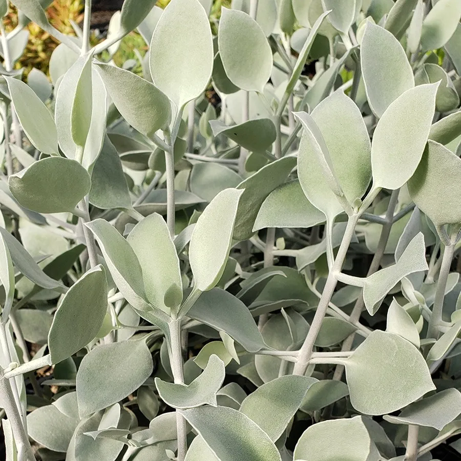 Kalanchoe hildebrandtii — katalog fotoğrafı