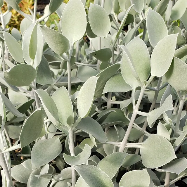 Kalanchoe hildebrandtii — katalog fotoğrafı