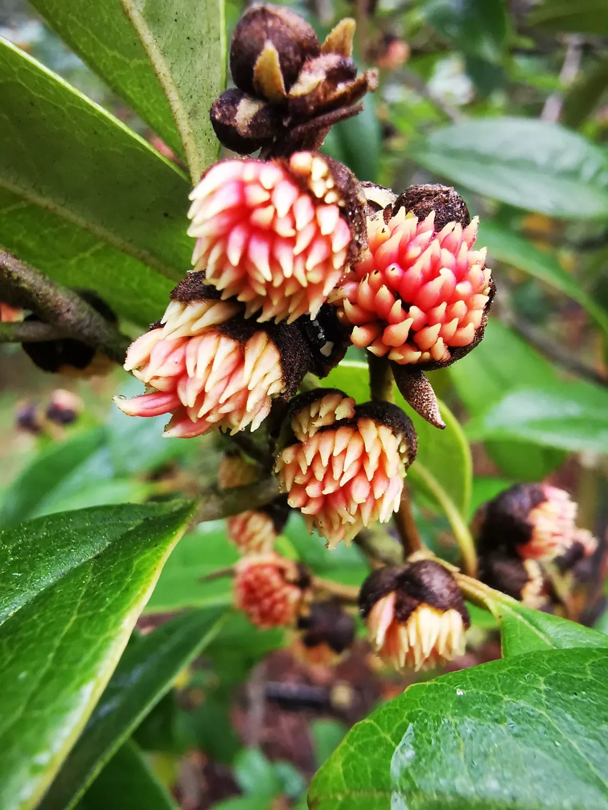 Sycopsis sinensis — katalog fotoğrafı