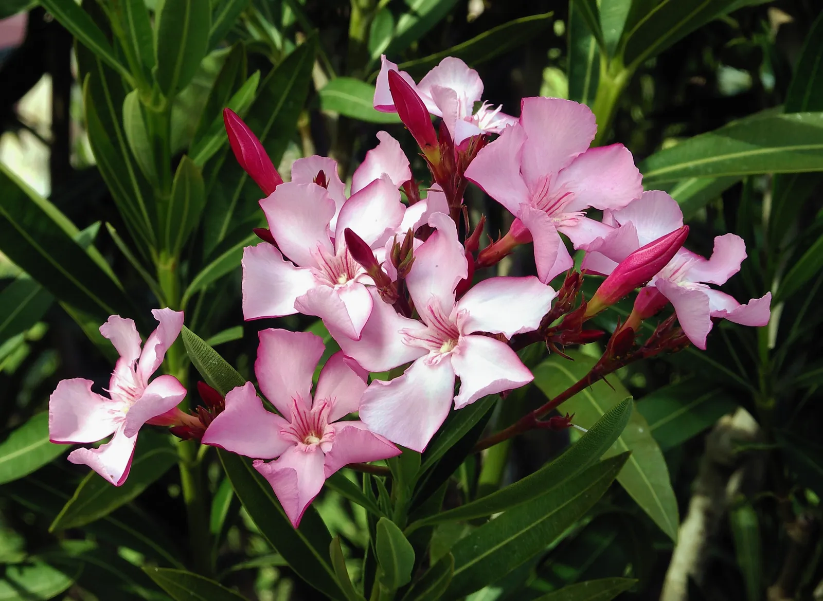Nerium oleander — katalog fotoğrafı