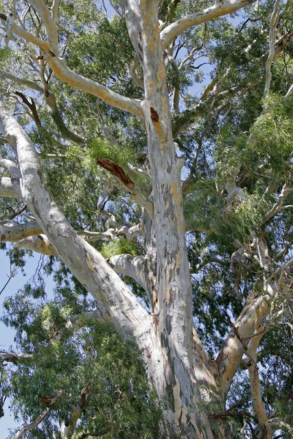 Eucalyptus camaldulensis — katalog fotoğrafı
