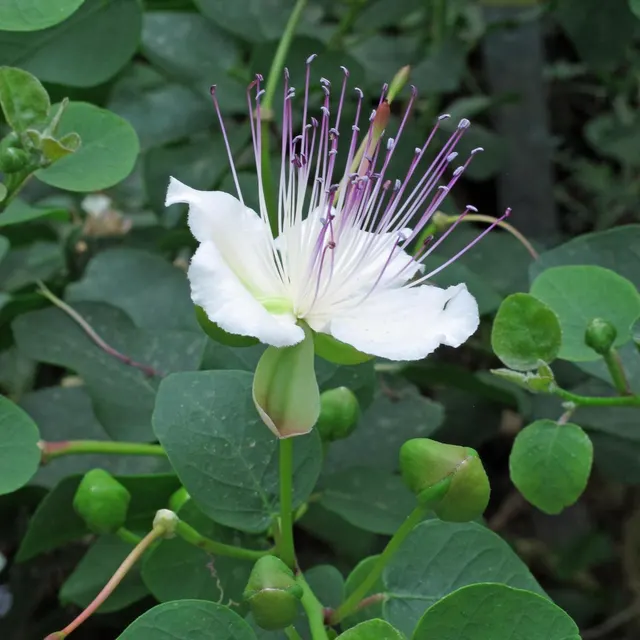 Capparis spinosa — katalog fotoğrafı