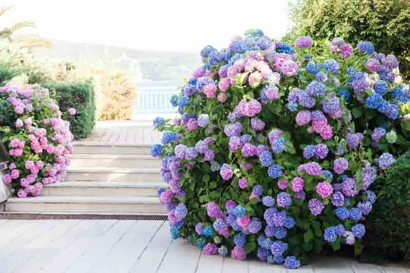Hydrangea macrophylla — katalog fotoğrafı
