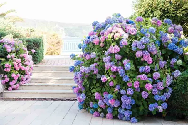 Hydrangea macrophylla — katalog fotoğrafı