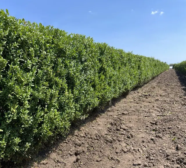 Buxus sempervirens ‘Aureovariegata’ — katalog fotoğrafı