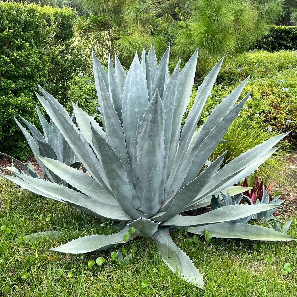 Agave americana — katalog fotoğrafı