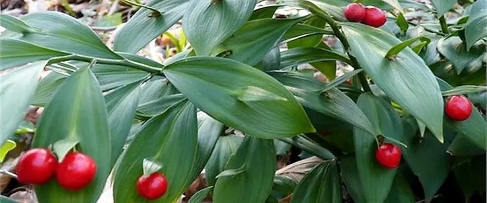Ruscus hypoglossum — katalog fotoğrafı