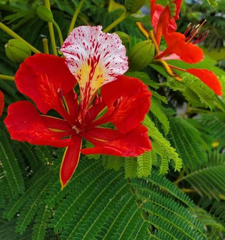 Delonix regia — katalog fotoğrafı