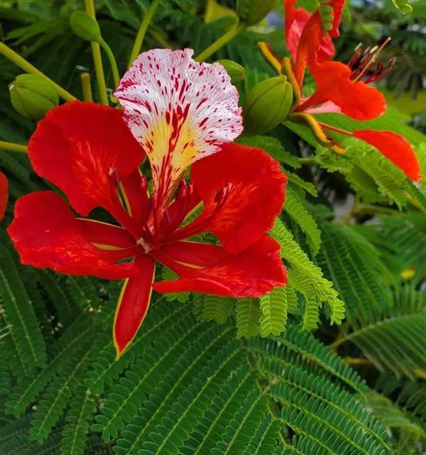 Delonix regia — katalog fotoğrafı