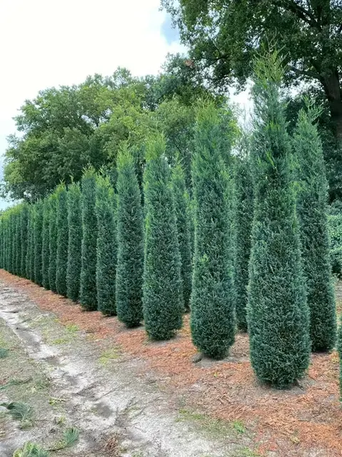 Cupressocyparis leylandii ‘Blue Jeans’ — katalog fotoğrafı