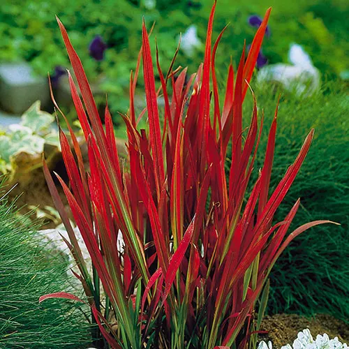 Imperata cylindrica ‘Red Baron’ — katalog fotoğrafı