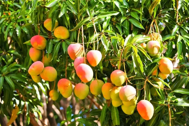 Mangifera indica — katalog fotoğrafı