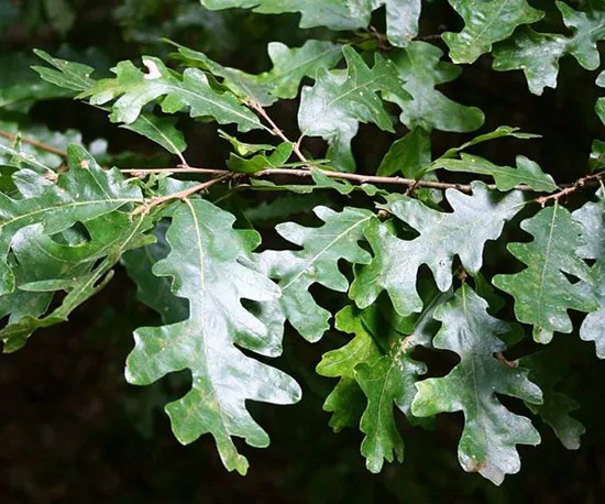 Quercus cerris — katalog fotoğrafı