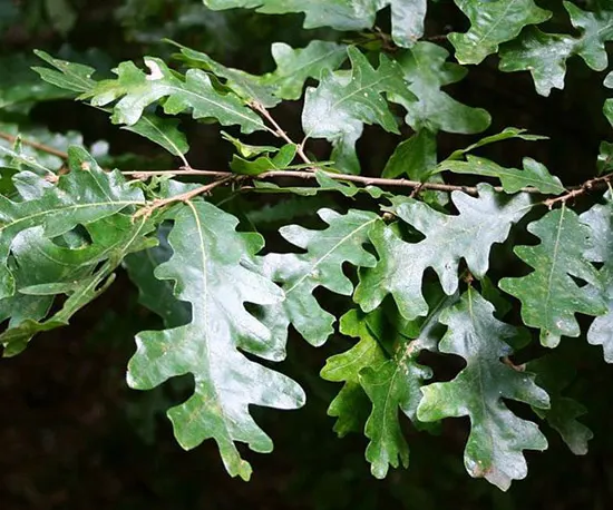 Quercus cerris — katalog fotoğrafı