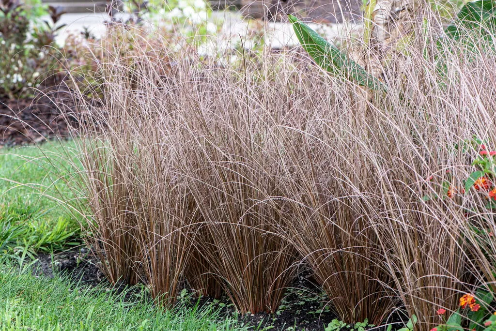 Carex buchananii ‘Red Rooster’ — katalog fotoğrafı