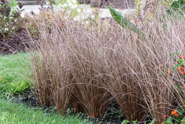Carex buchananii ‘Red Rooster’ — katalog fotoğrafı