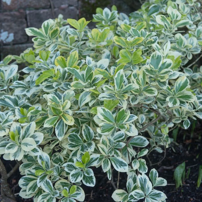 Euonymus japonicus ‘Albomarginatus’ — katalog fotoğrafı