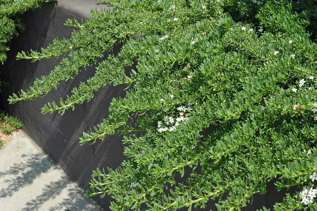 Myoporum parvifolium — katalog fotoğrafı