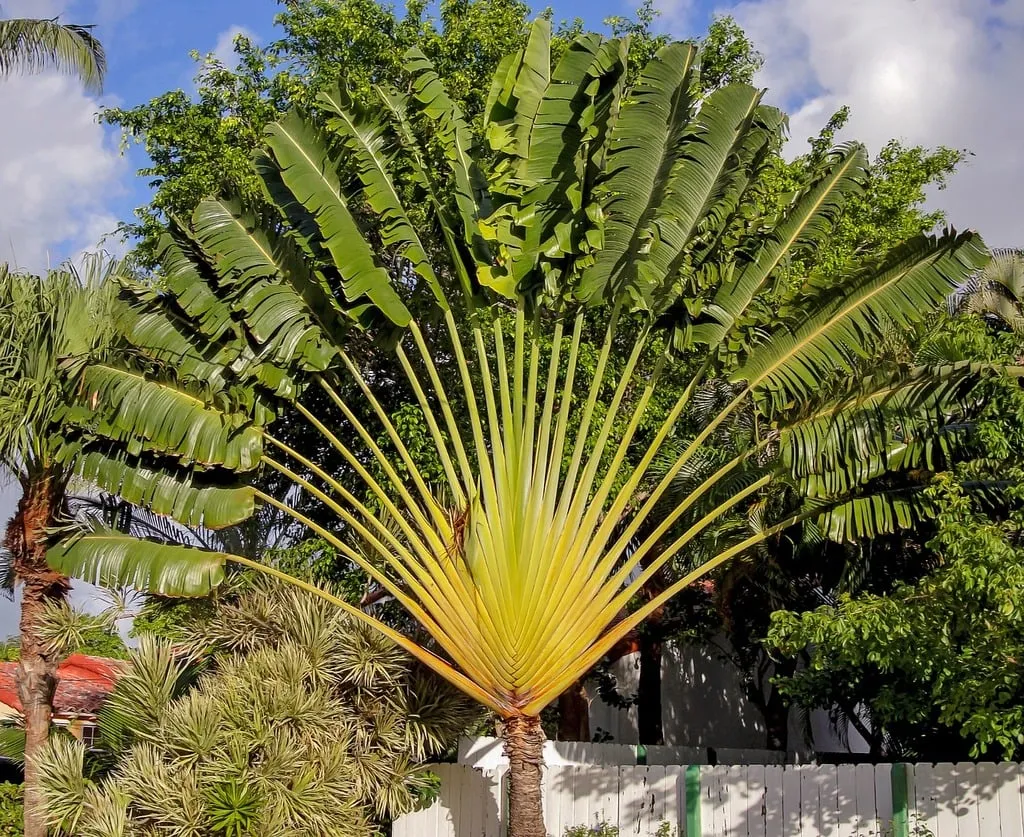 Ravenala madagascariensis — katalog fotoğrafı