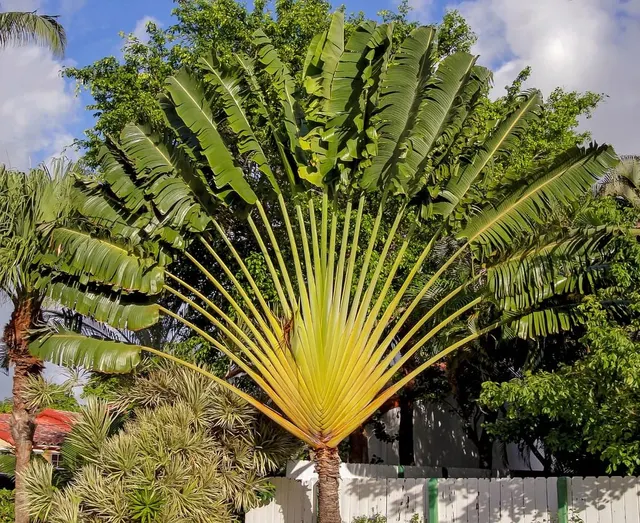 Ravenala madagascariensis — katalog fotoğrafı