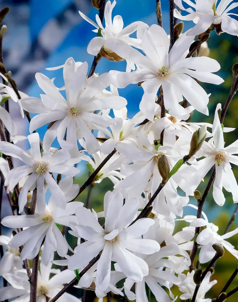 Magnolia stellata — katalog fotoğrafı