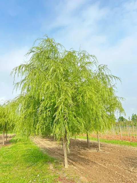 Salix babylonica — katalog fotoğrafı
