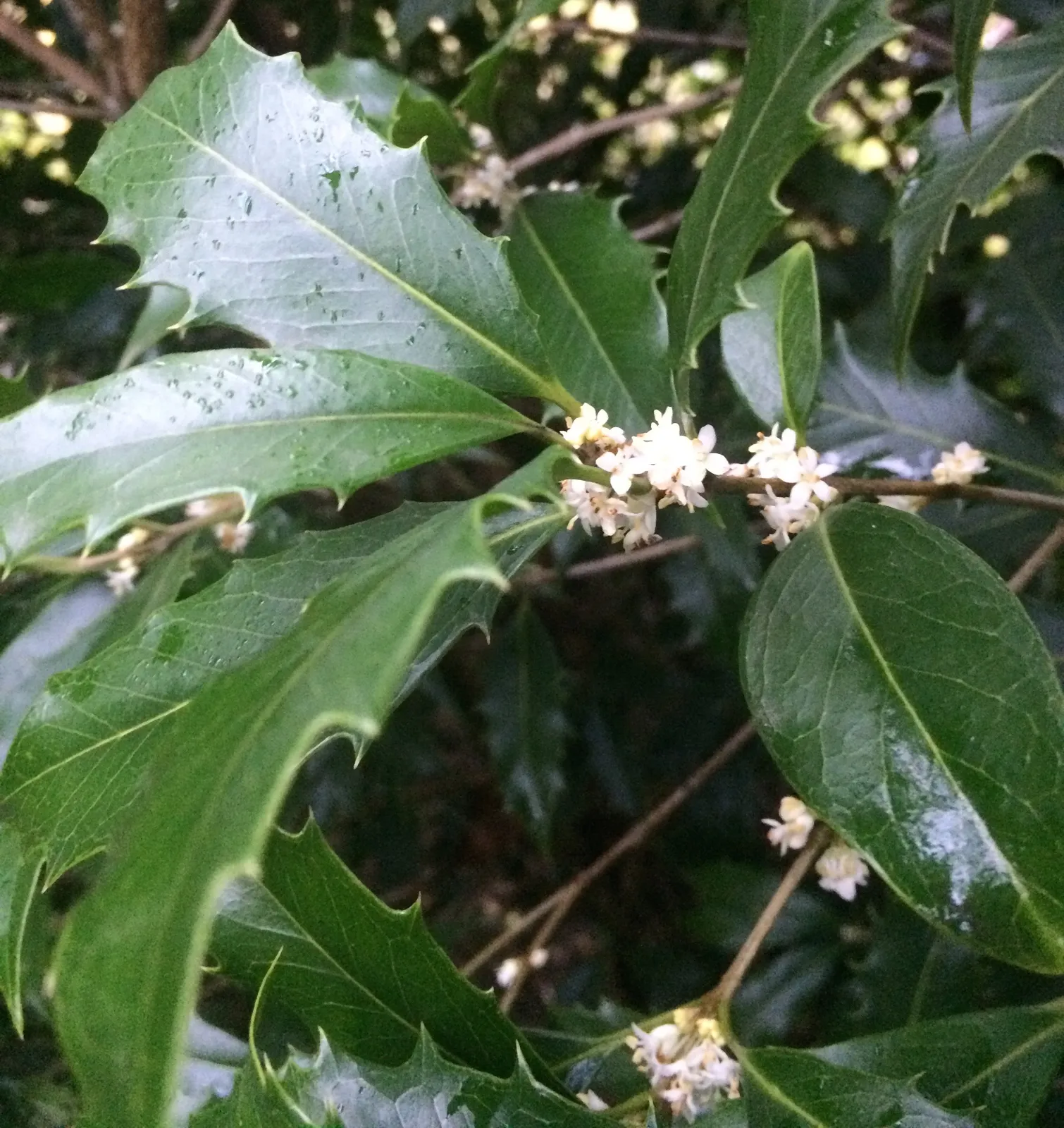 Osmanthus armatus — katalog fotoğrafı