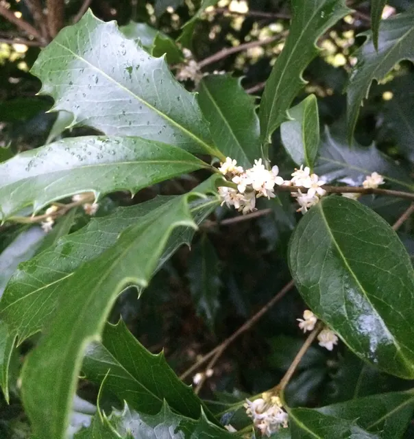 Osmanthus armatus — katalog fotoğrafı