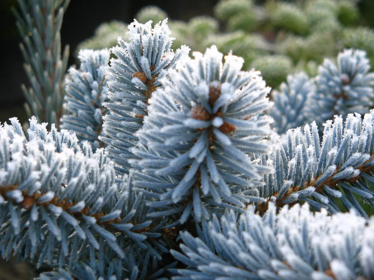 Picea pungens ‘Hoopsii’ — katalog fotoğrafı