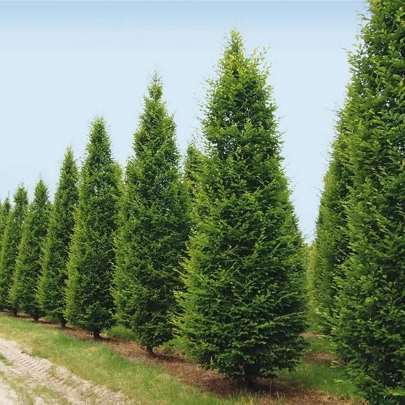 Carpinus betulus ‘Pyramid’ — katalog fotoğrafı