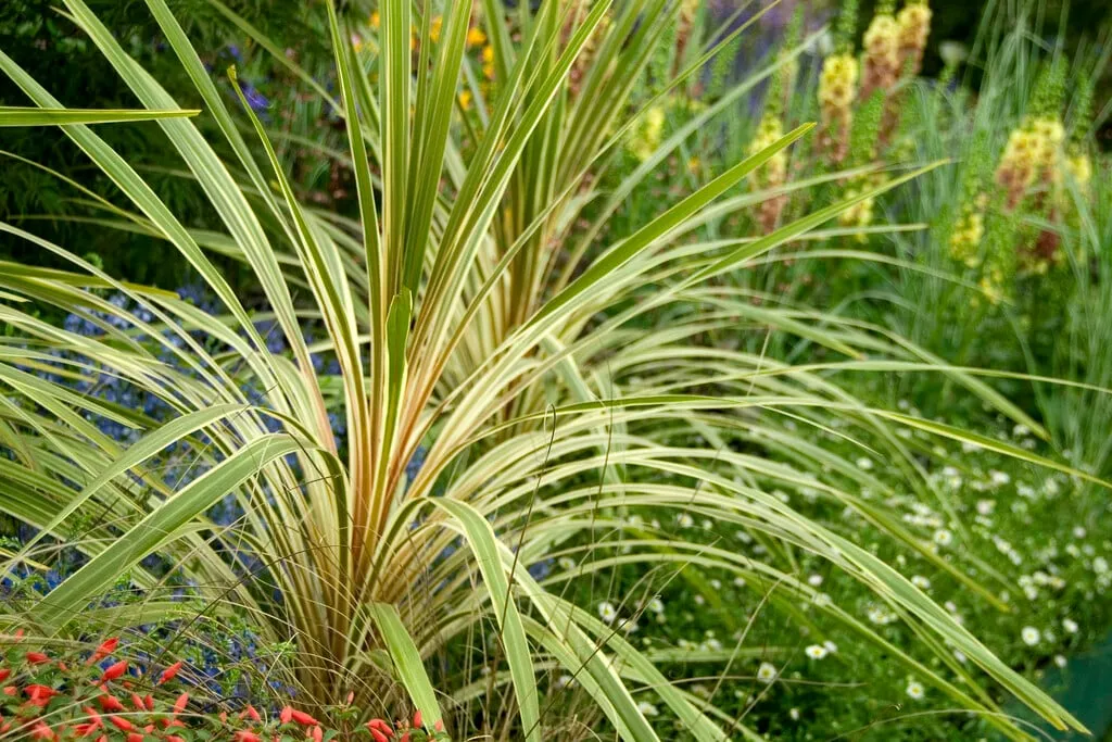 Cordyline australis ‘Torbay Dazzler’ — katalog fotoğrafı