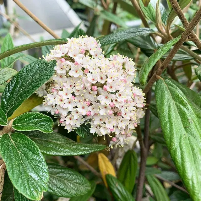 Viburnum pragense — katalog fotoğrafı