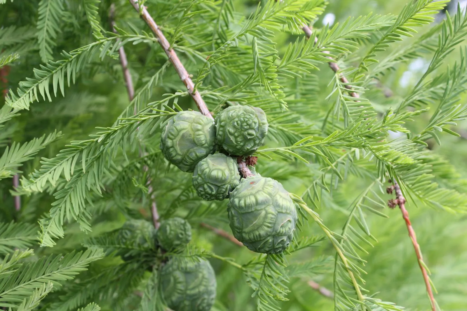 Taxodium distichum — katalog fotoğrafı