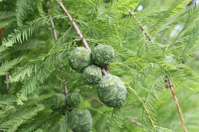 Taxodium distichum — katalog fotoğrafı