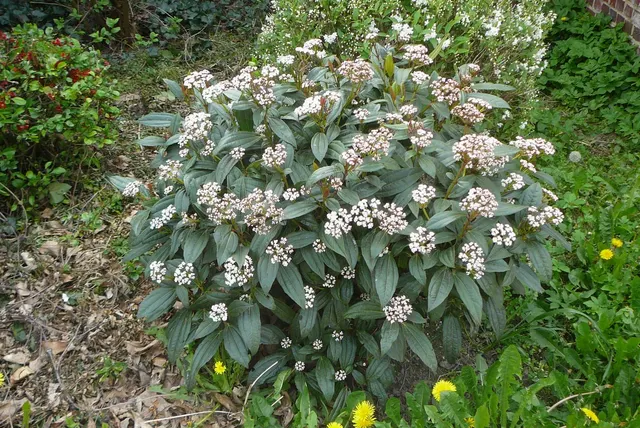 Viburnum davidii — katalog fotoğrafı