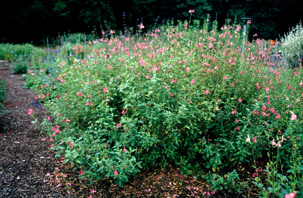 Salvia × jamensis — katalog fotoğrafı