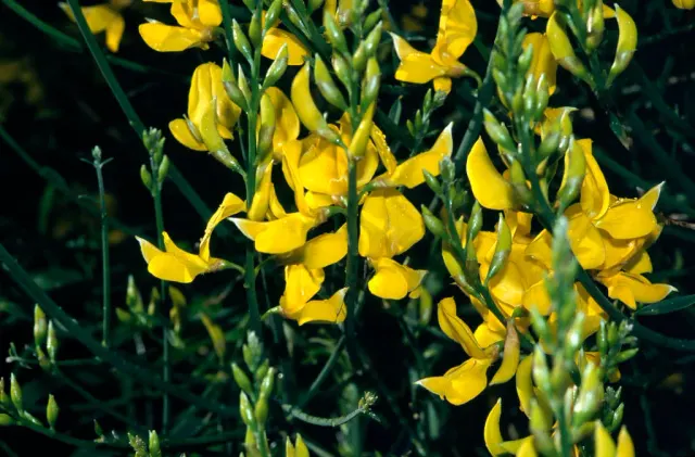 Spartium junceum — katalog fotoğrafı