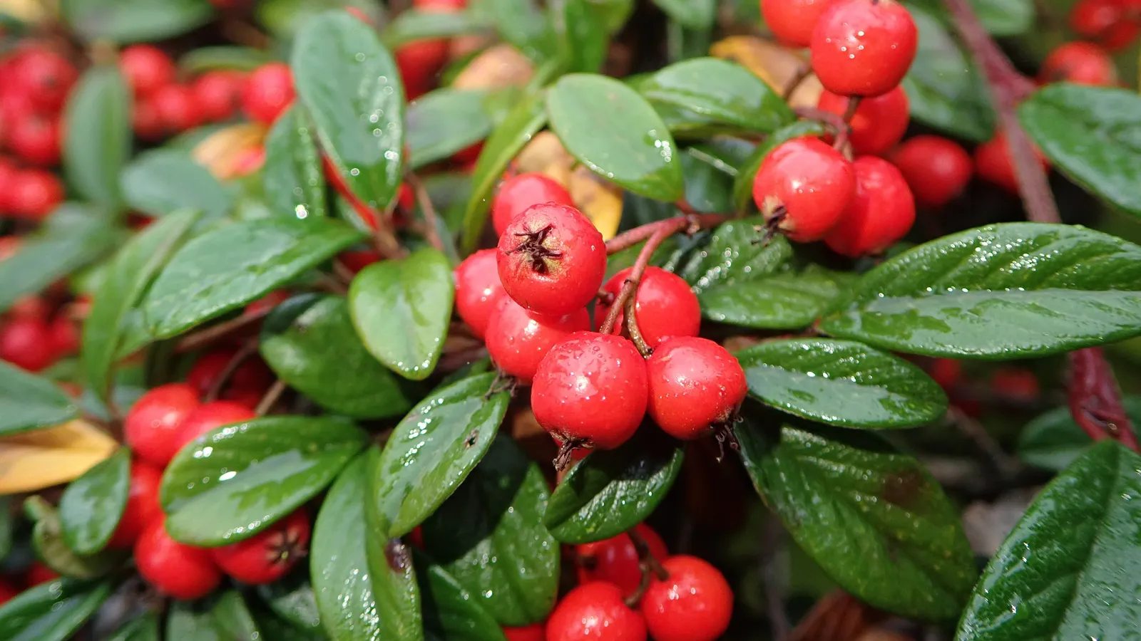 Cotoneaster salicifolius ‘Repens’ — katalog fotoğrafı