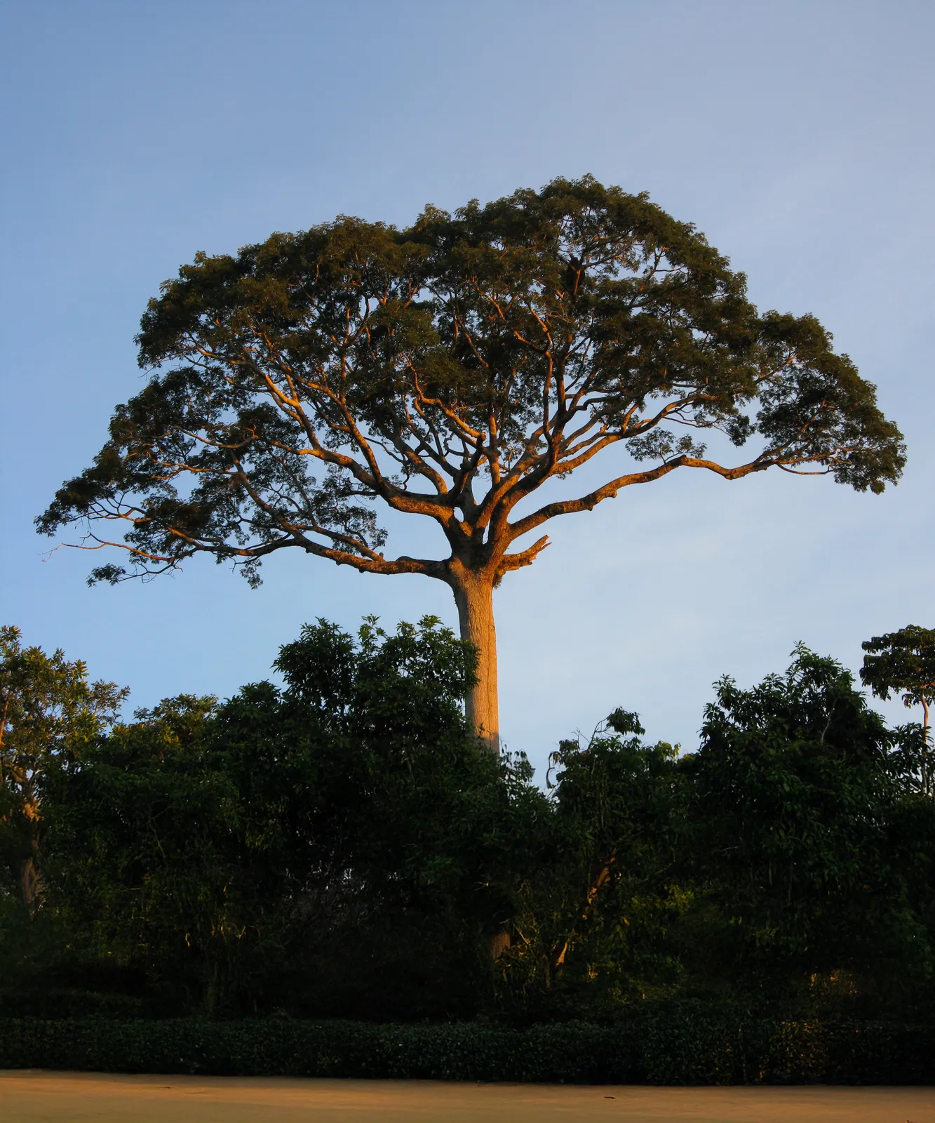 Ceiba pentandra — katalog fotoğrafı