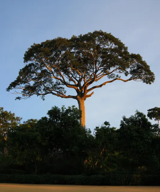 Ceiba pentandra — katalog fotoğrafı