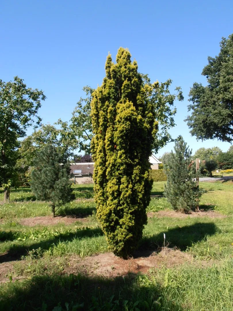 Taxus baccata ‘Fastigiata Aurea’ — katalog fotoğrafı